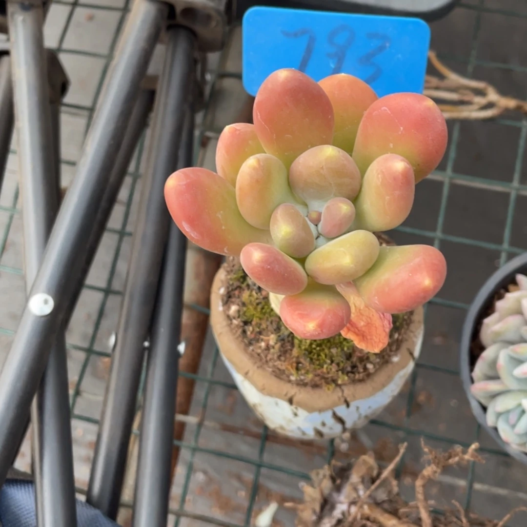 【闪购商品】没*果金蟾793