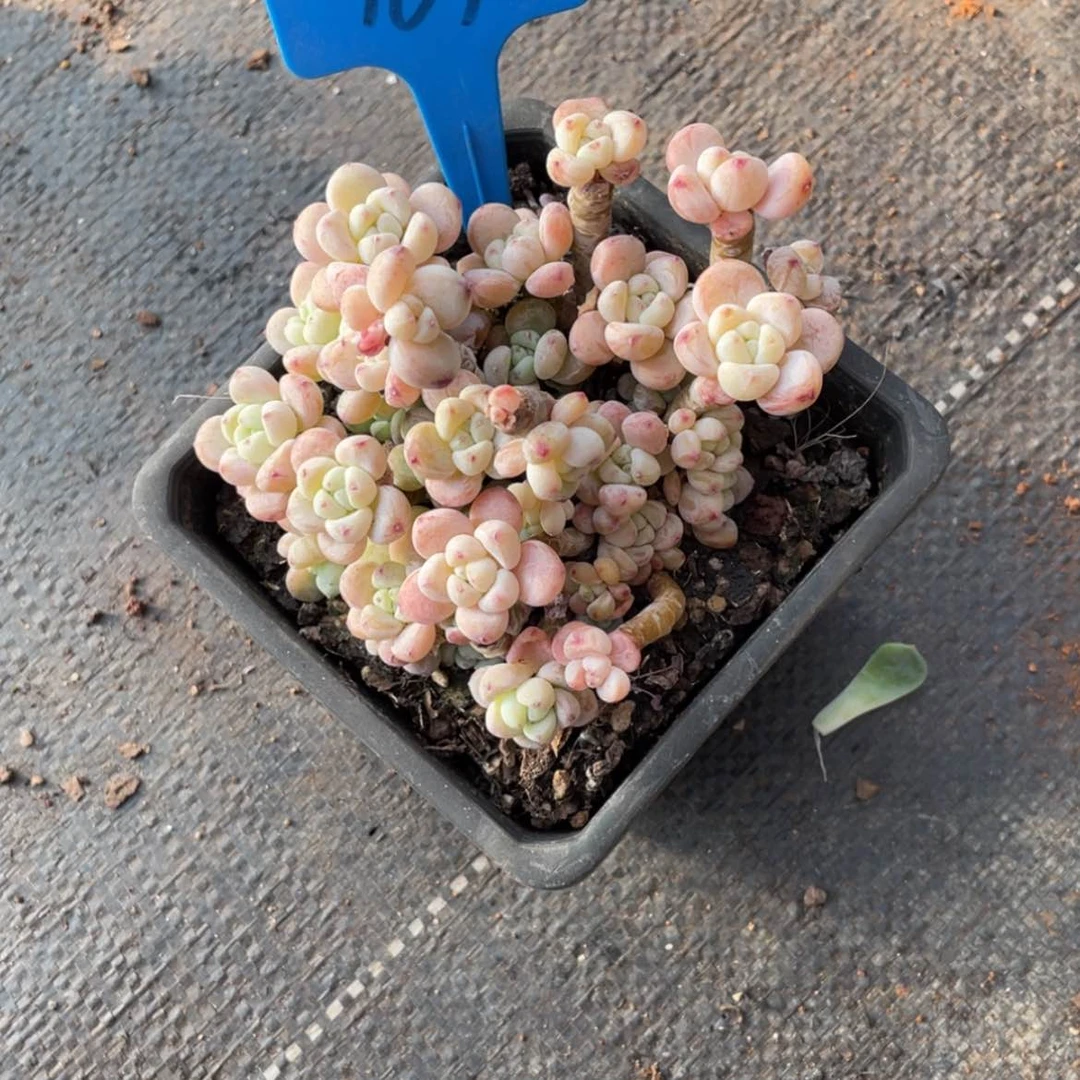 【闪购商品】安*仙罗琦761