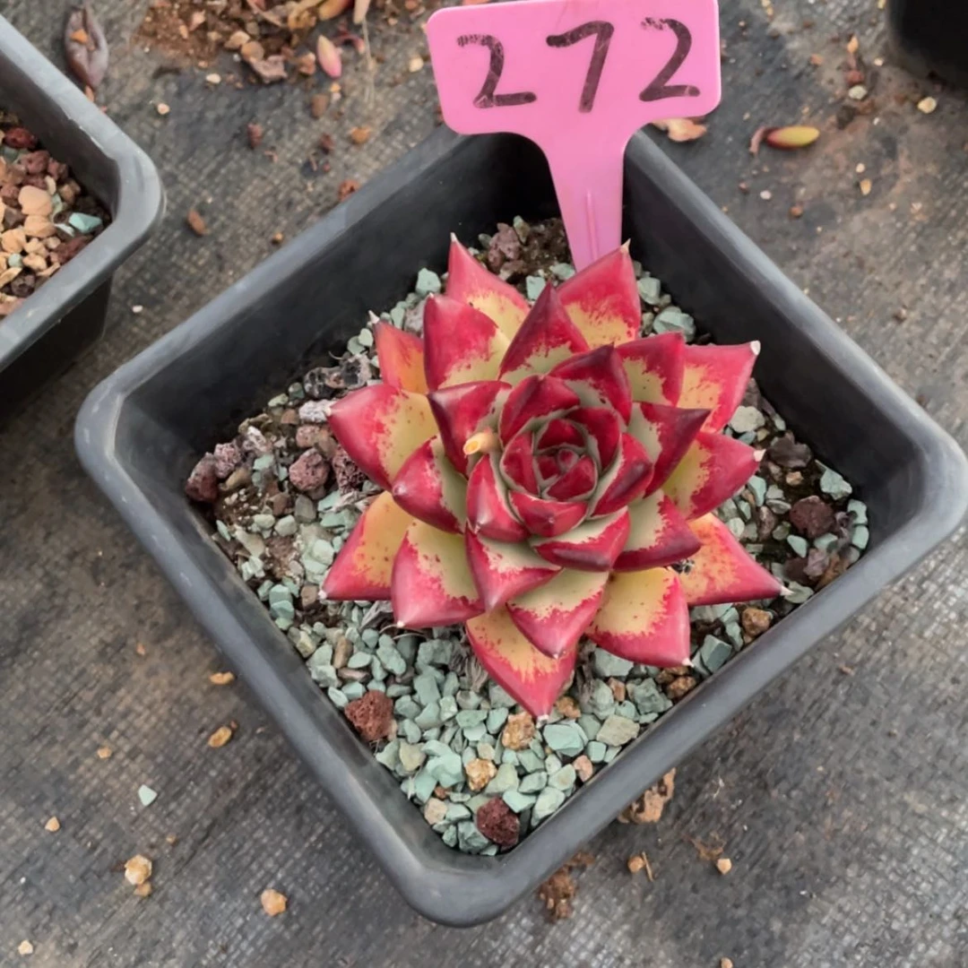 【闪购商品】淡**心乌木28 多肉
