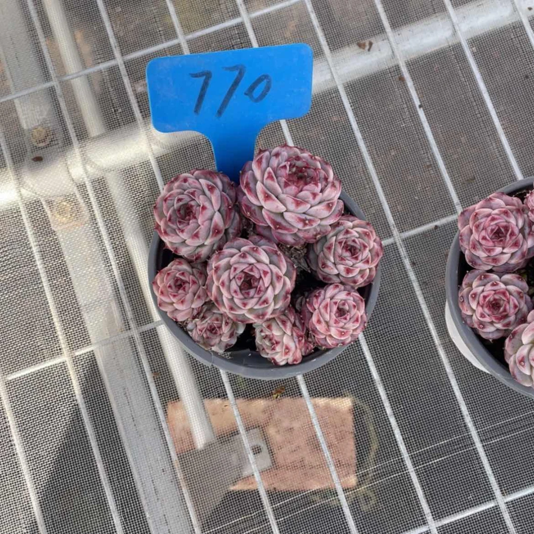 【闪购商品】?****宝天鹅绒770