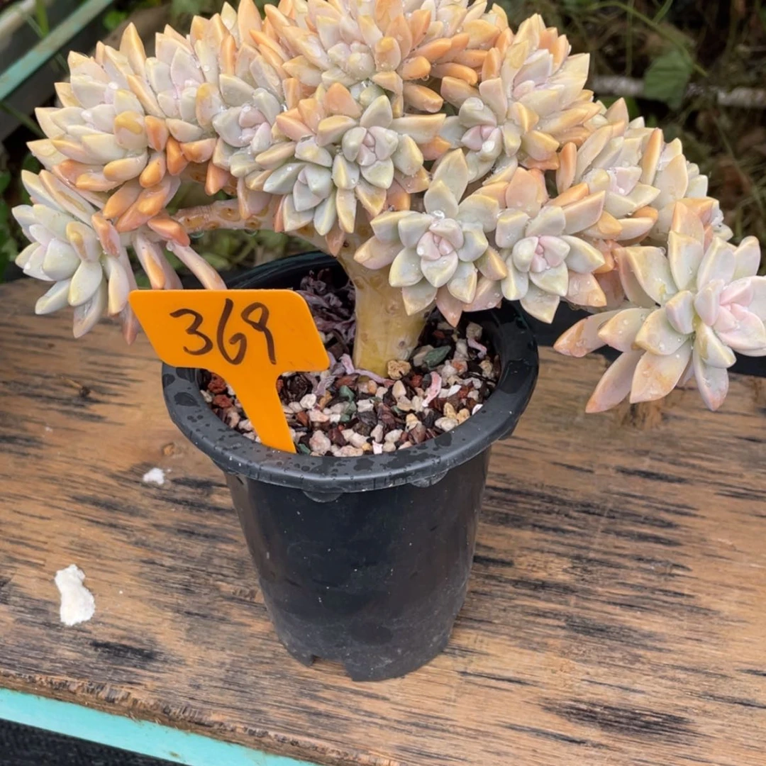 【闪购商品】会****人淡雪缀369