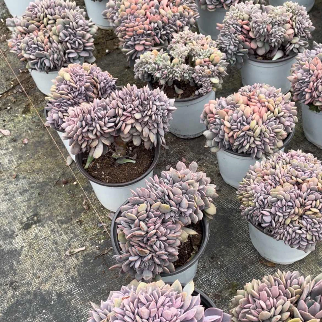【闪购商品】代碧缀