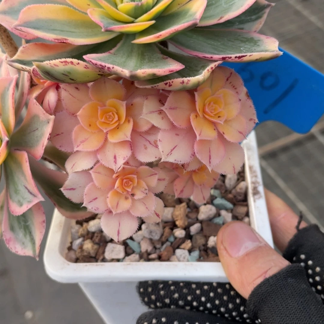 【闪购商品】?*?法师601 多肉