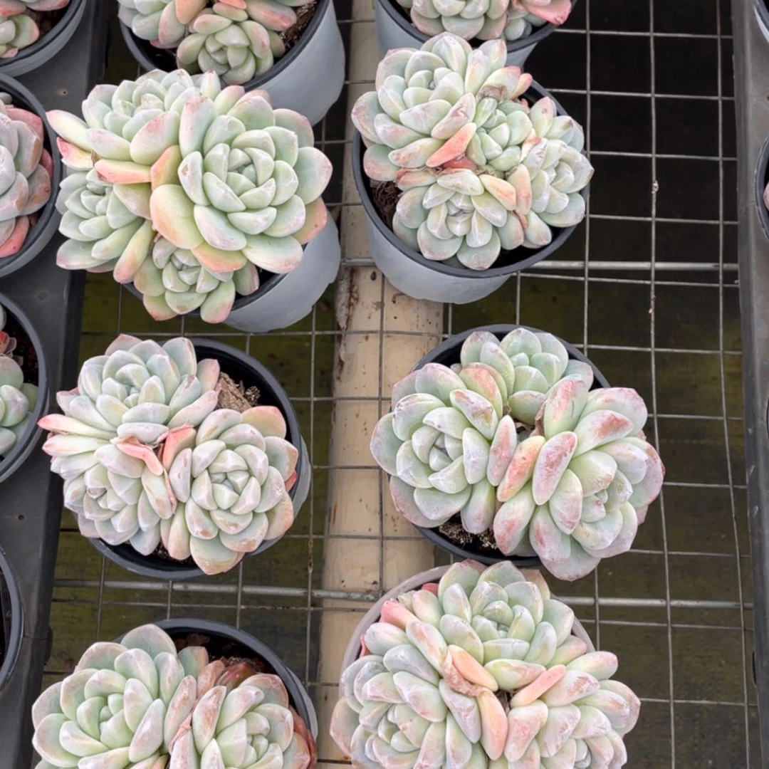 【闪购商品】冰玉三头