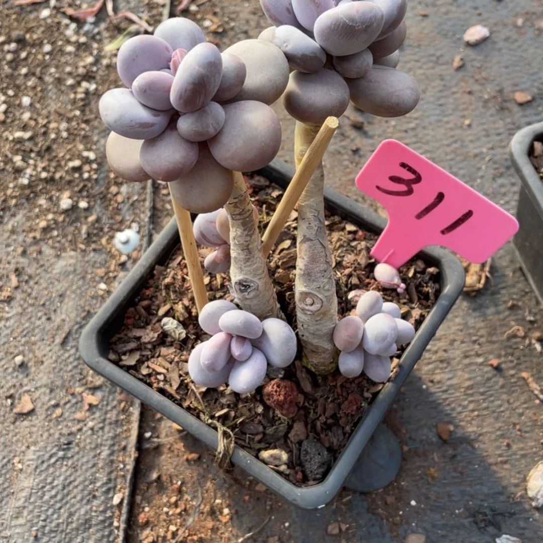 【闪购商品】宝*原始奶311