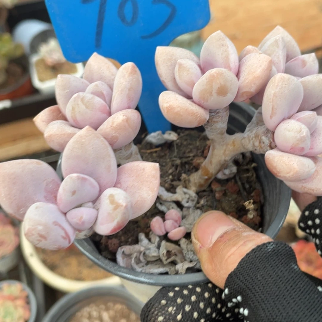 【闪购商品】8*桃霜703