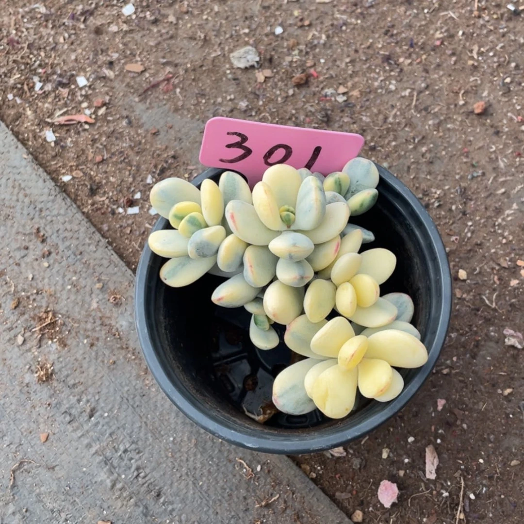 【闪购商品】?**茄福娘锦301