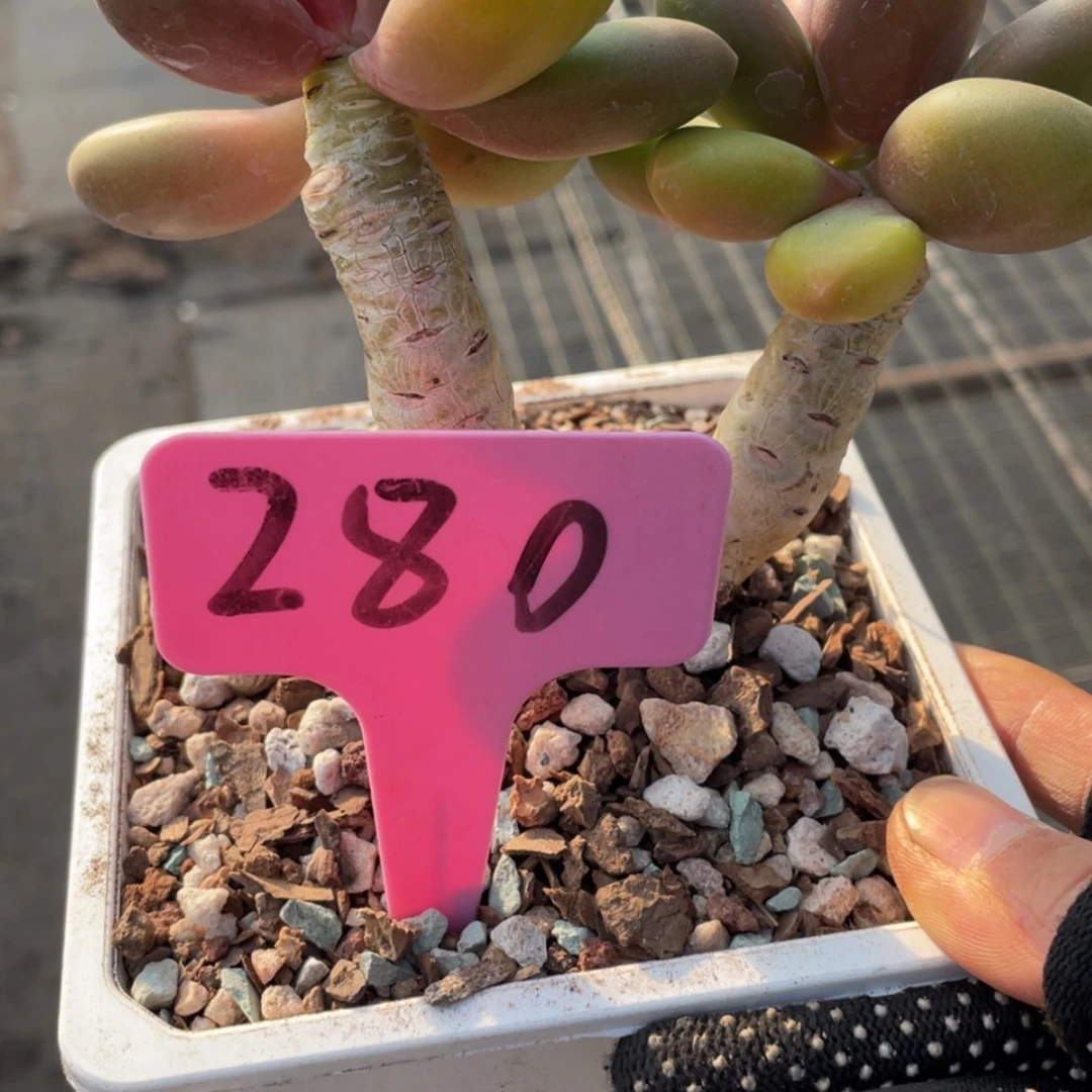 【闪购商品】宝*芒果奶280