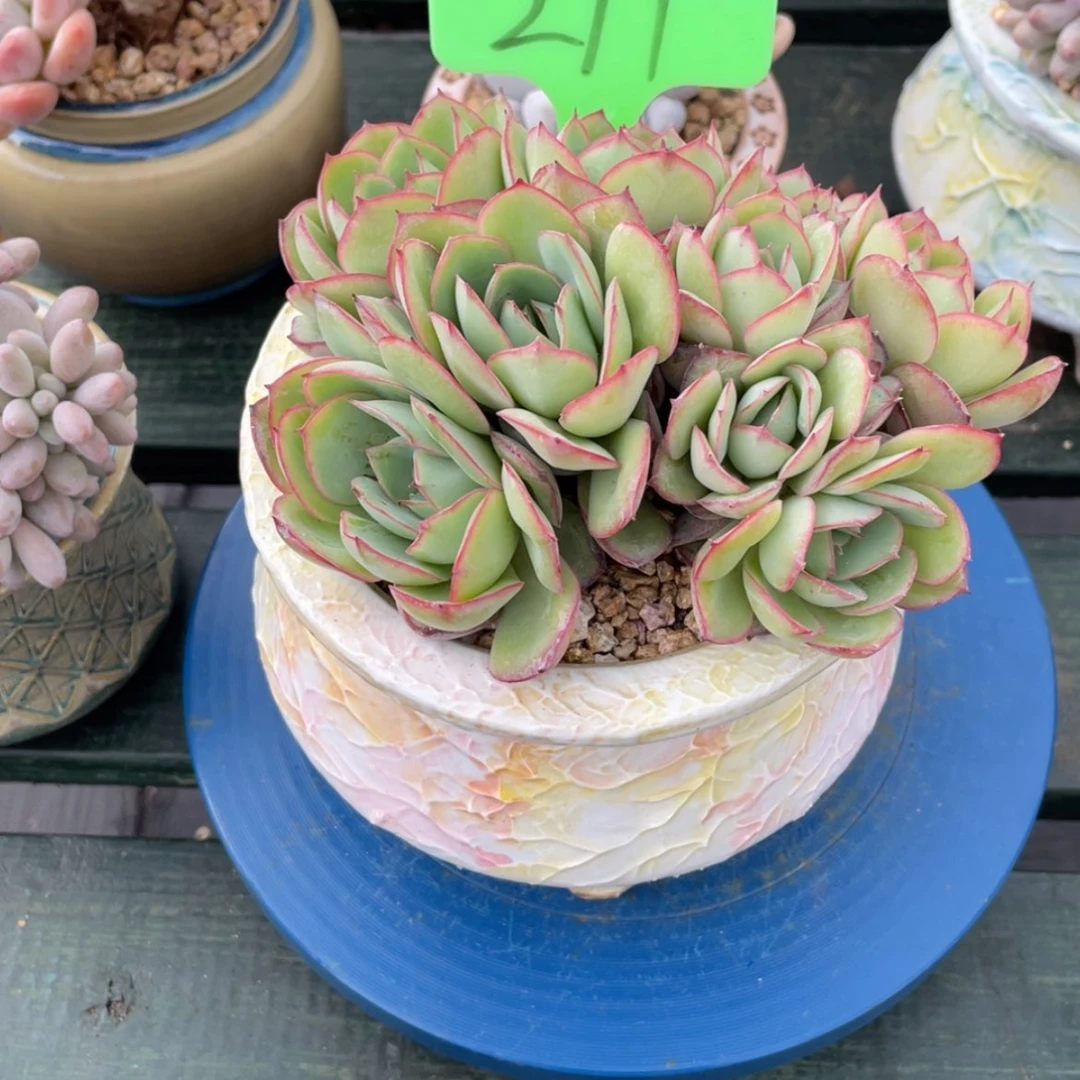 【闪购商品】宝*牡丹亭211