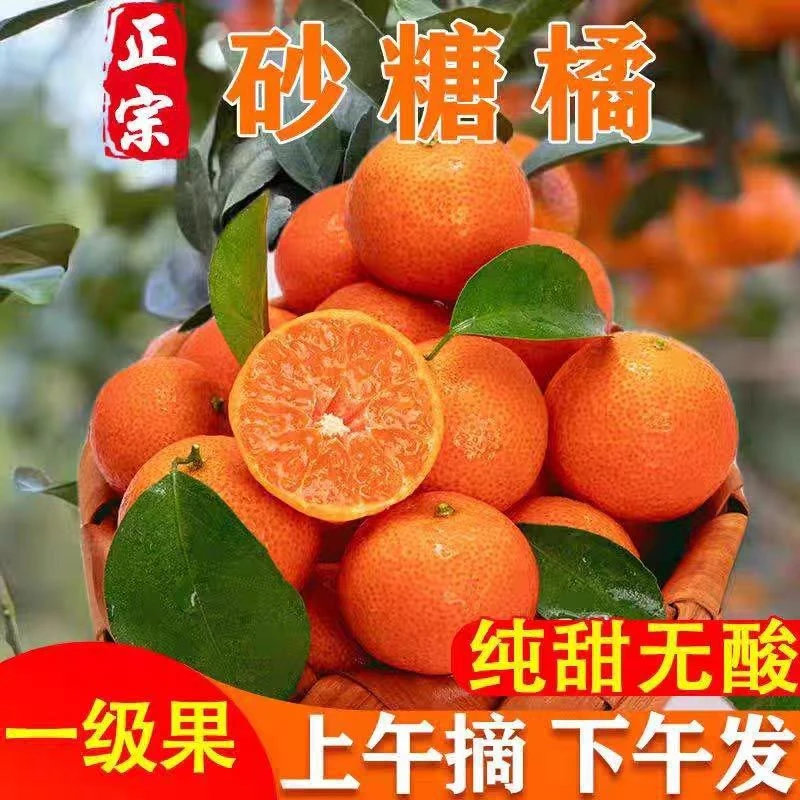 广西砂糖橘皮薄纯甜1-9斤金秋沙糖桔子冰糖蜜橘子新鲜水果整箱