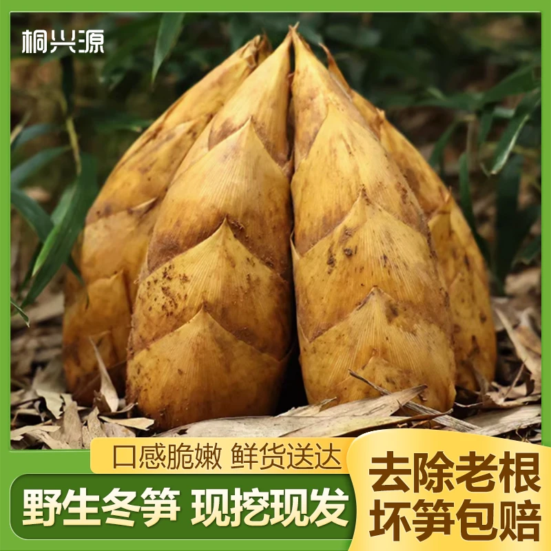 【贵州特产】高山黄泥去壳冬笋野生冬笋现挖现发鲜嫩脆口不苦不麻口