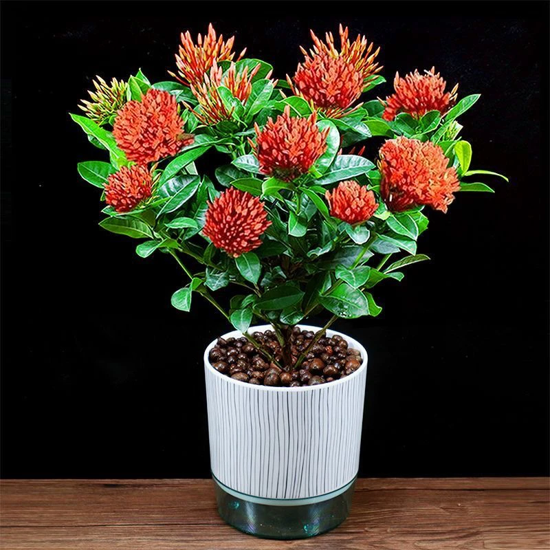 超大盆龙船花开花机器四季开花带花苞发货