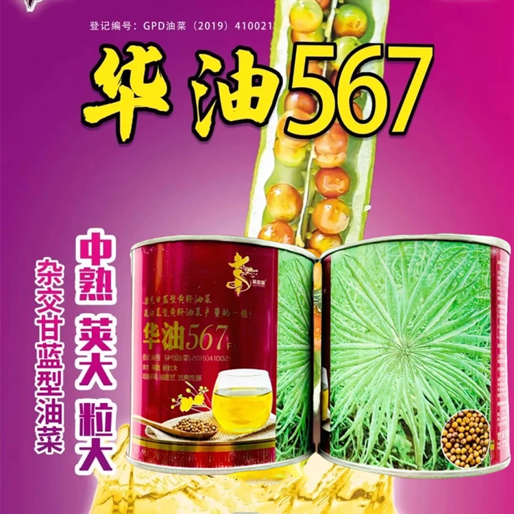 华油567黄籽油菜种子 纯黄油菜种子杂交矮杆甘蓝型油菜种子高出油
