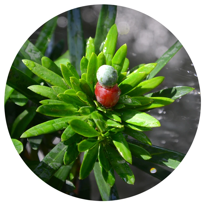 四个种源/4母1公＝5株抢拍140米/4母4公＝8株超值组合220米