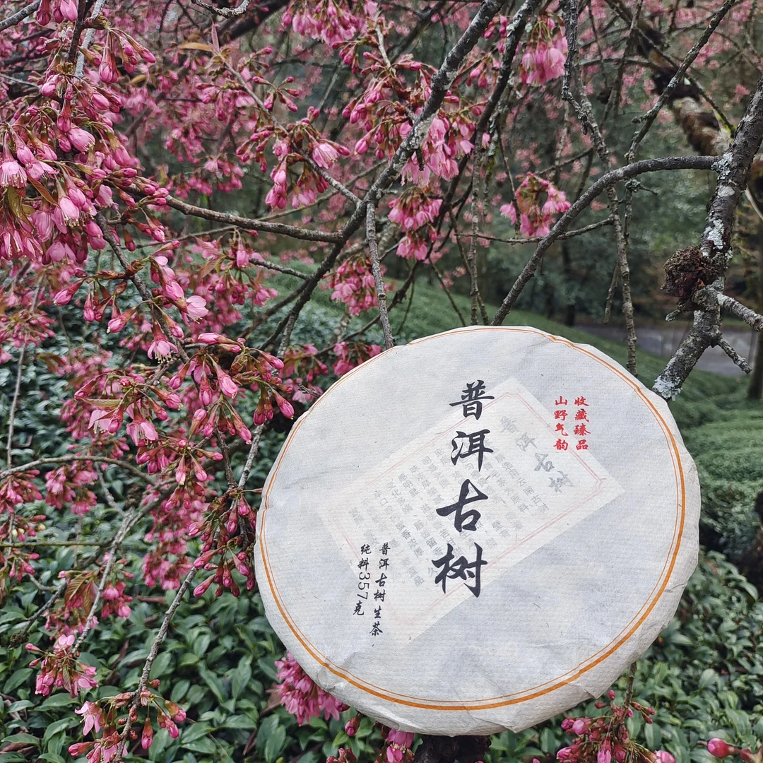 2022年普洱古树茶春茶357克饼茶