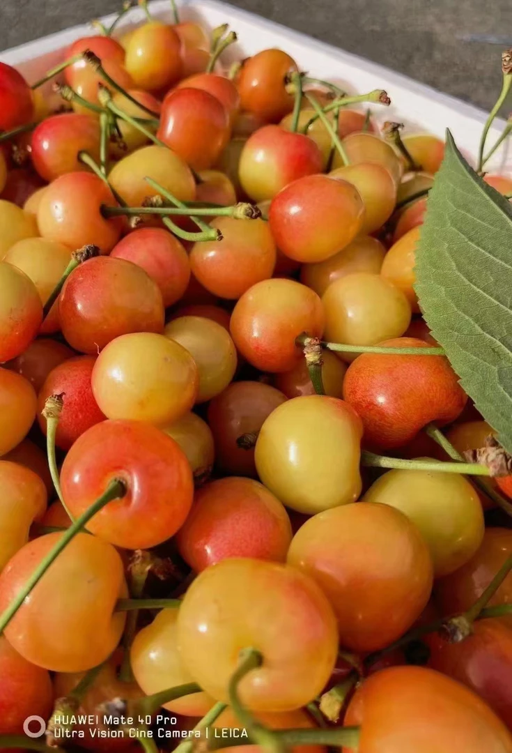 黄蜜，3斤起拍！很甜多汁