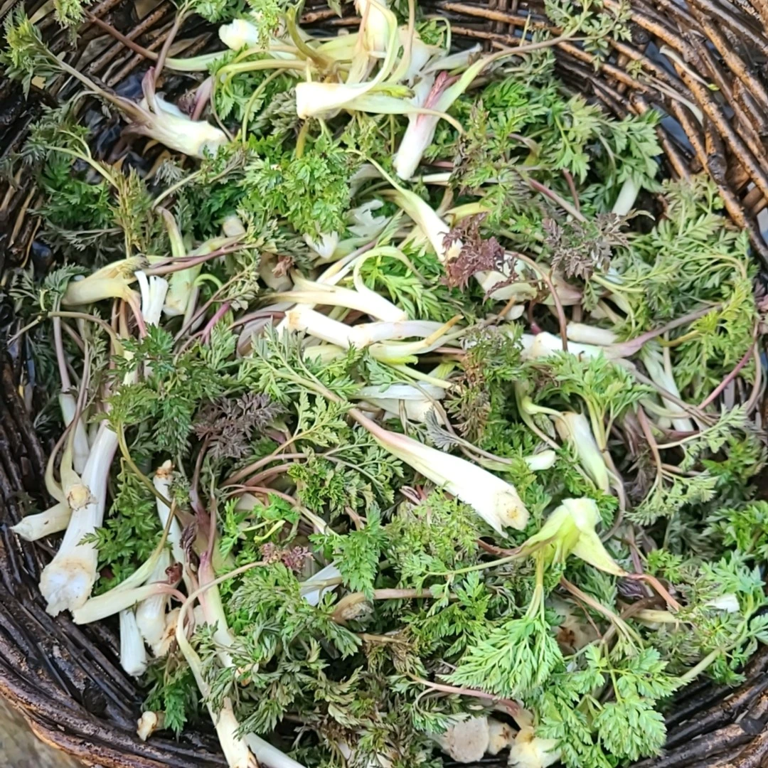 【顺丰包邮】野生山胡萝卜蒿500g起（新鲜发货）