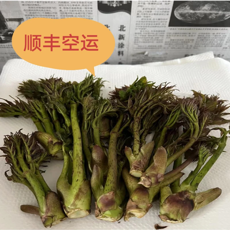 【顺丰空运】东北野生刺嫩芽~刺果棒500g包邮