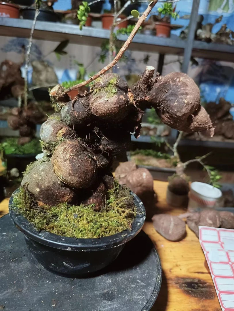 迷你小植物桌面小盆栽米叶五翅莓常年常青，能开花能结果，盆景。