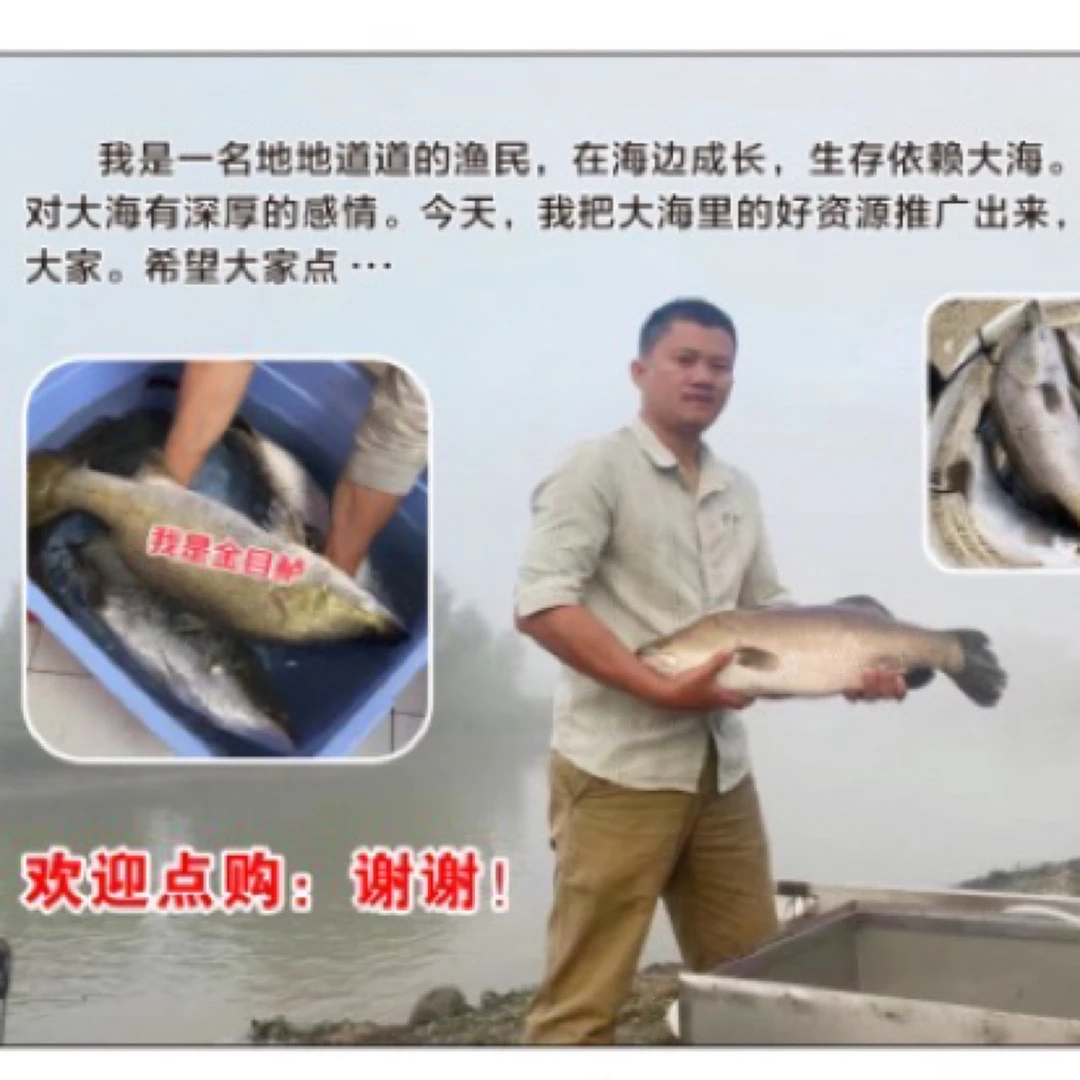 生猛金目海鲈,鱼生片、打边炉首选。活鱼放下血,冻硬打包发货