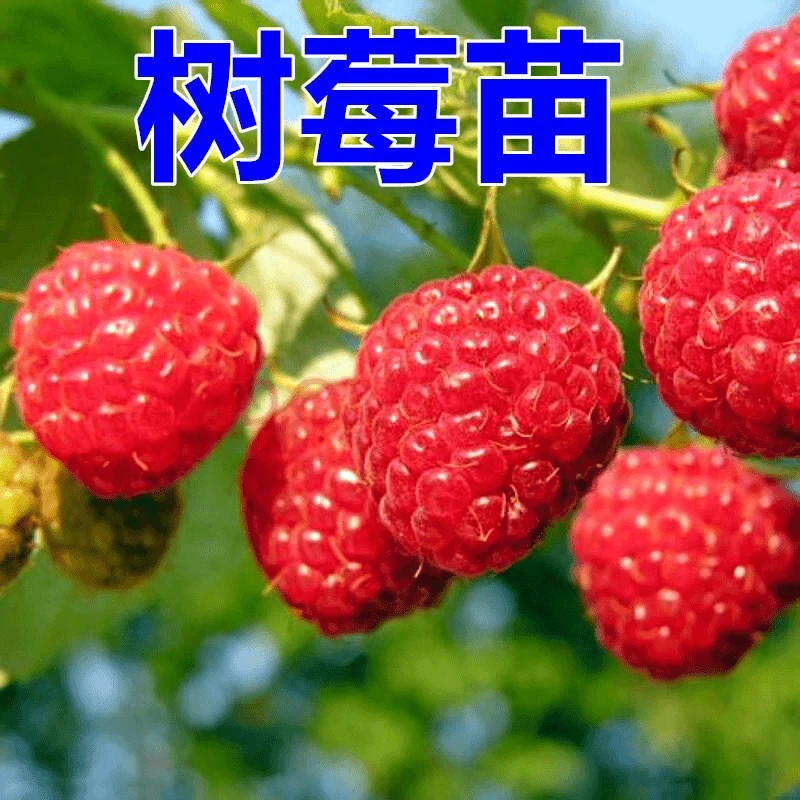覆盆子黑树莓苗盆栽地栽双季红树莓黄树莓苗南方北方四季水果树苗