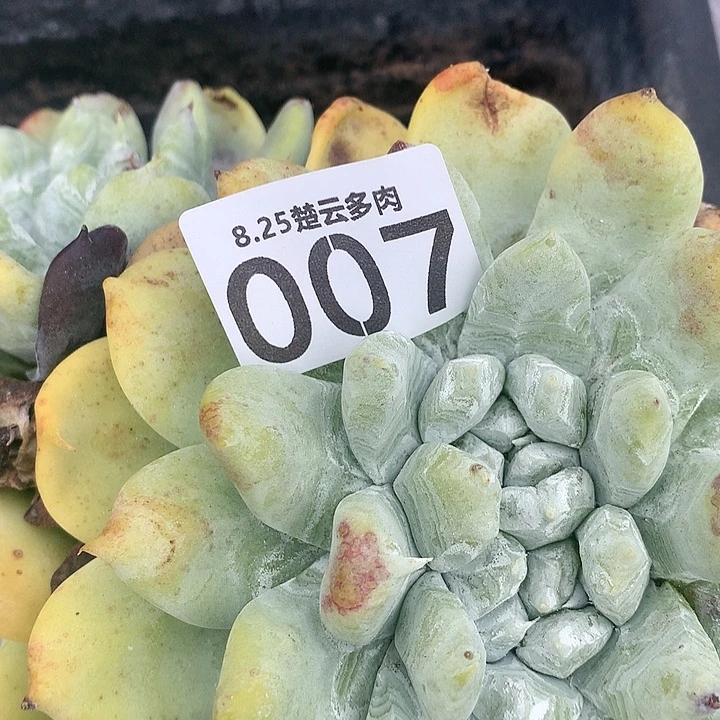 莲**意专拍啦啦啦啦