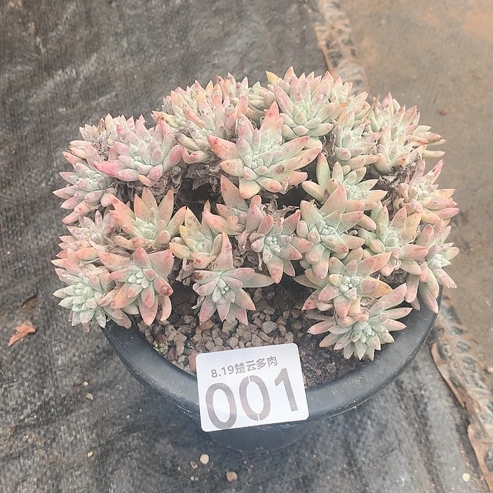 丸叶白菊40头啦啦啦