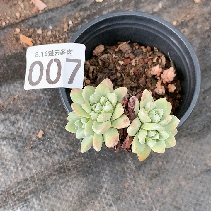 厚叶玫瑰苹果叶啦