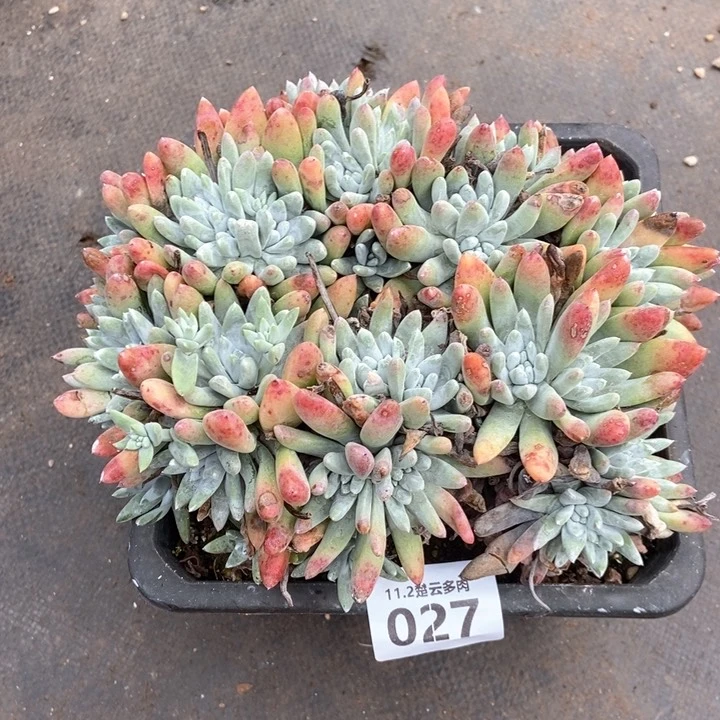 浅**027啦啦啦啦啦