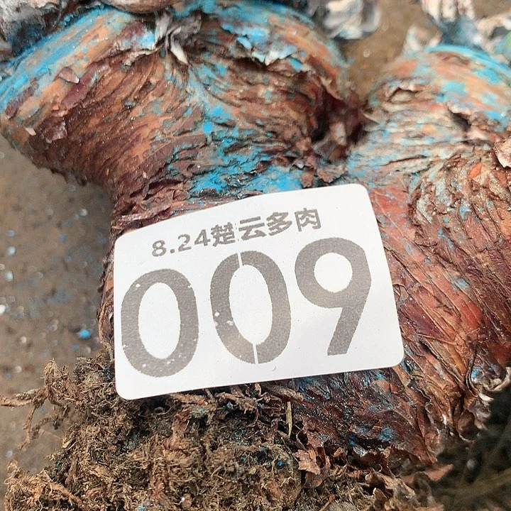 活****看处理啦啦啦啦啦
