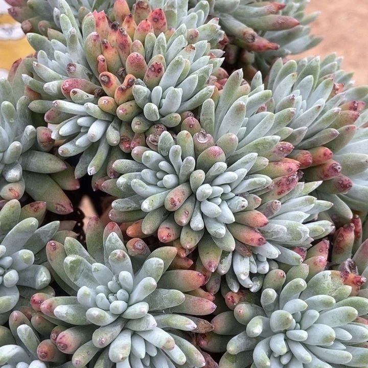 糖***糖033啦啦啦啦啦了啦啦