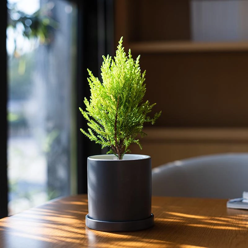 小香松北欧圣诞树绿植礼品物办公桌面绿植盆栽家里长期晒太阳低温