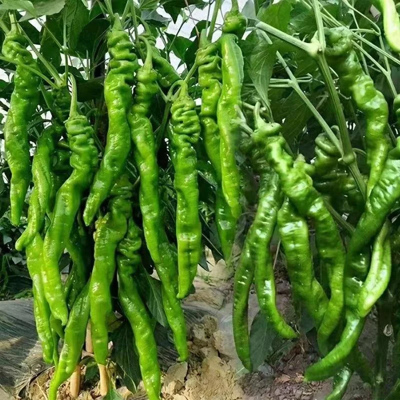 高产辣椒苗青椒美人椒苗薄皮辣椒秧苗螺丝椒二荆条长线椒朝天椒苗