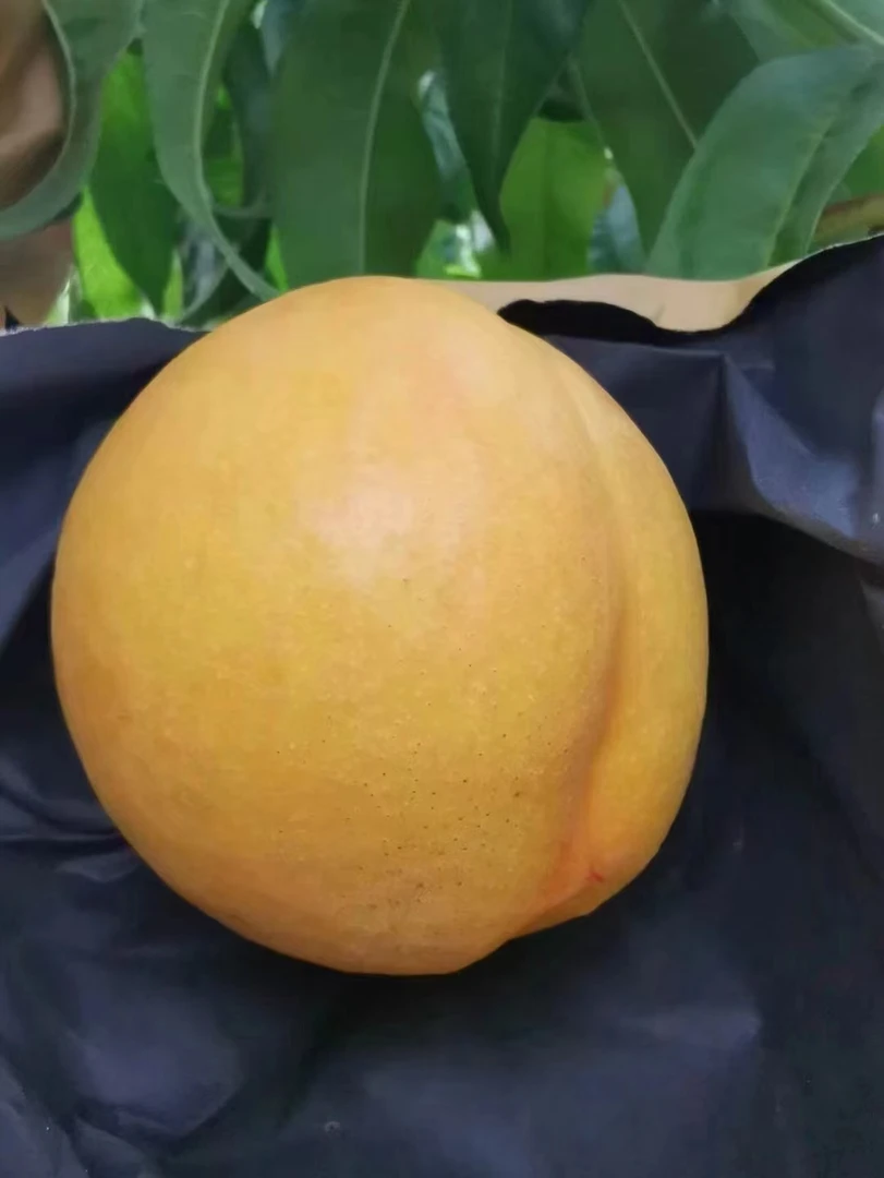 【现摘现发】平谷大桃--澳油 【京津冀包邮】