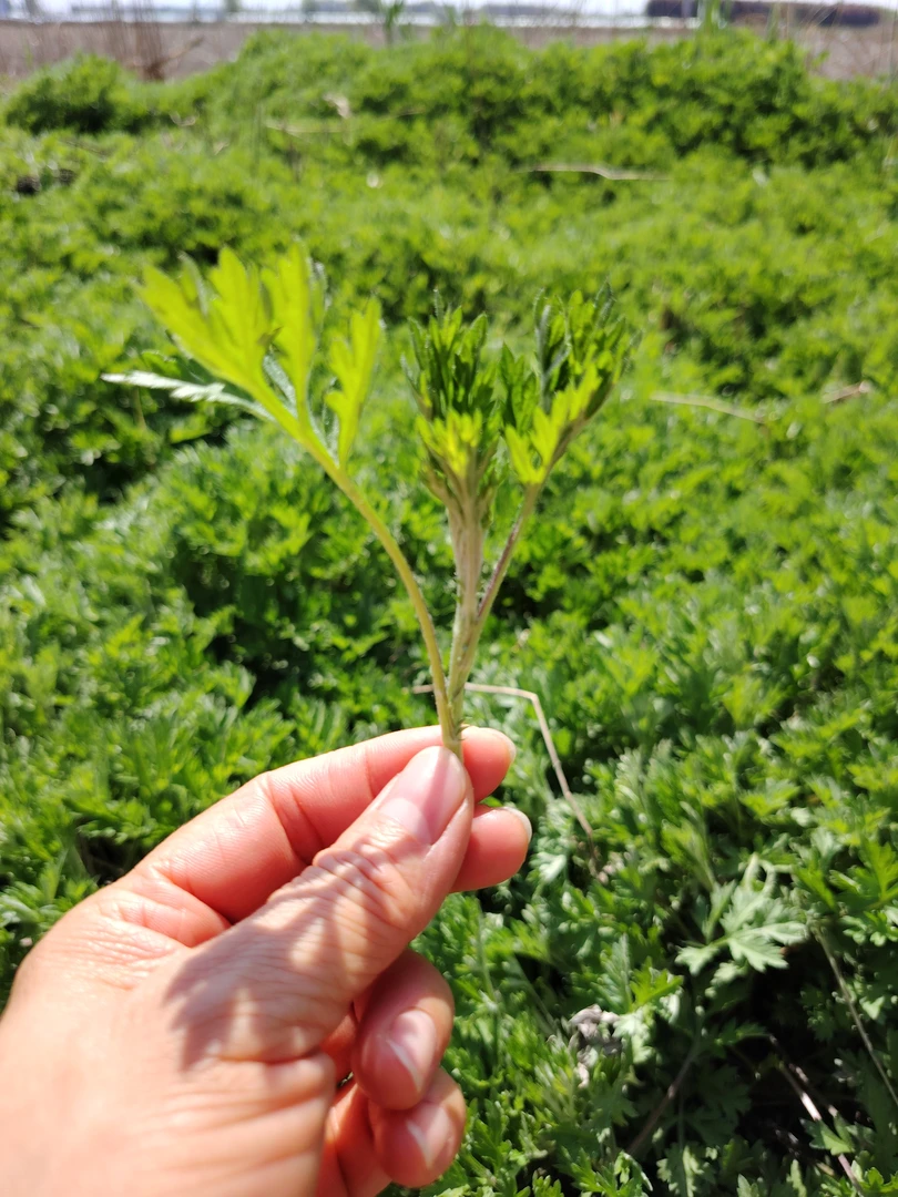 端午现采艾草芽艾茶40克