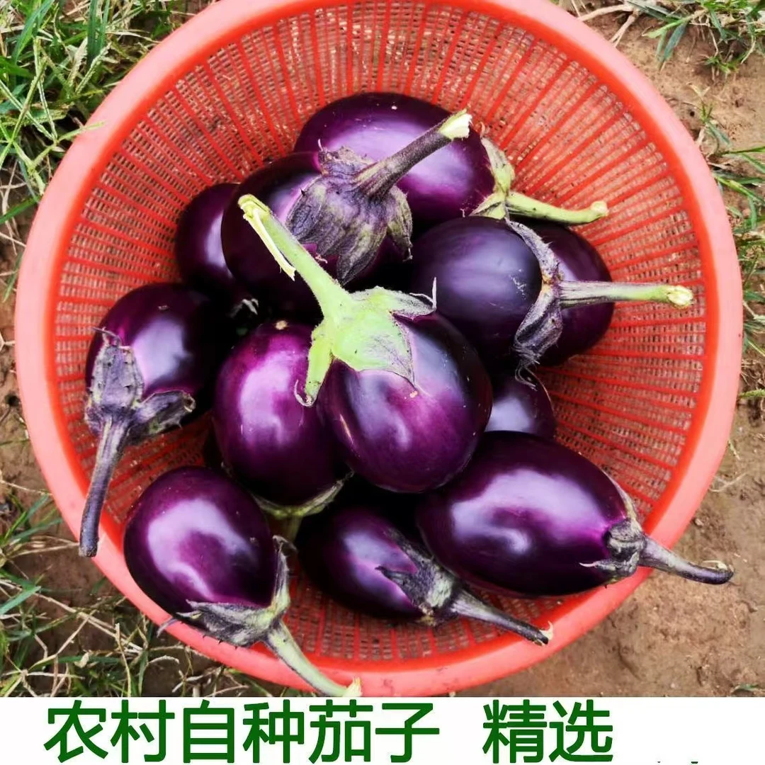 农家自种紫茄现摘现发新鲜蔬菜紫茄子青茄子