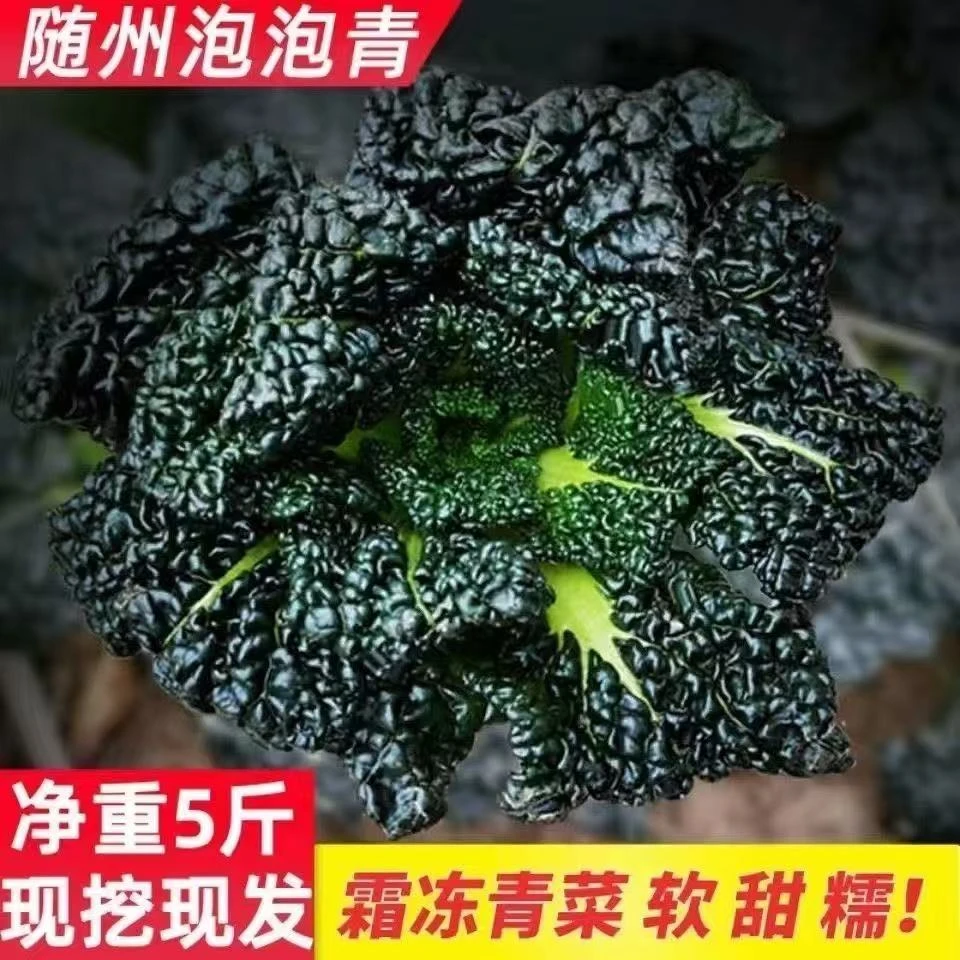 湖北特产随州泡泡青5斤安居正宗农家霜冻矮杆黑白菜