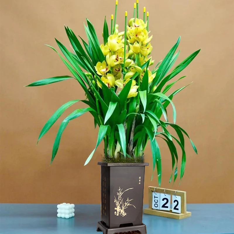 A级大花蕙兰金色阳春精致兰花室内花卉年宵花好养易活