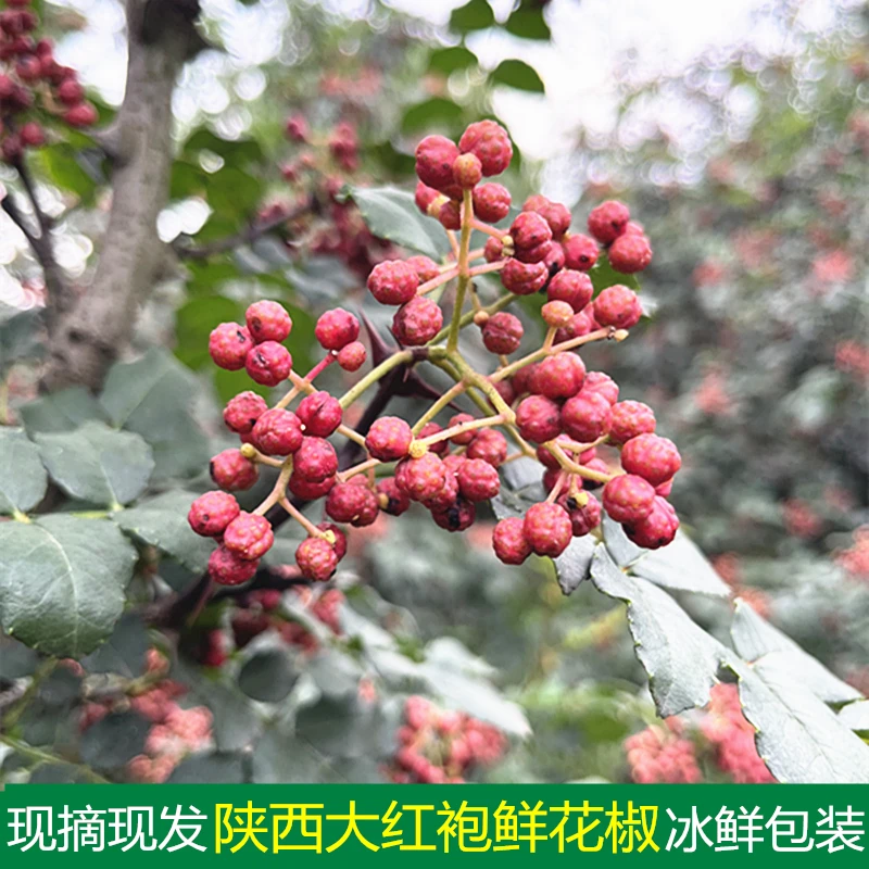 2024年陕西新鲜大红袍花椒现摘现发红花椒制作花椒油麻香味十足
