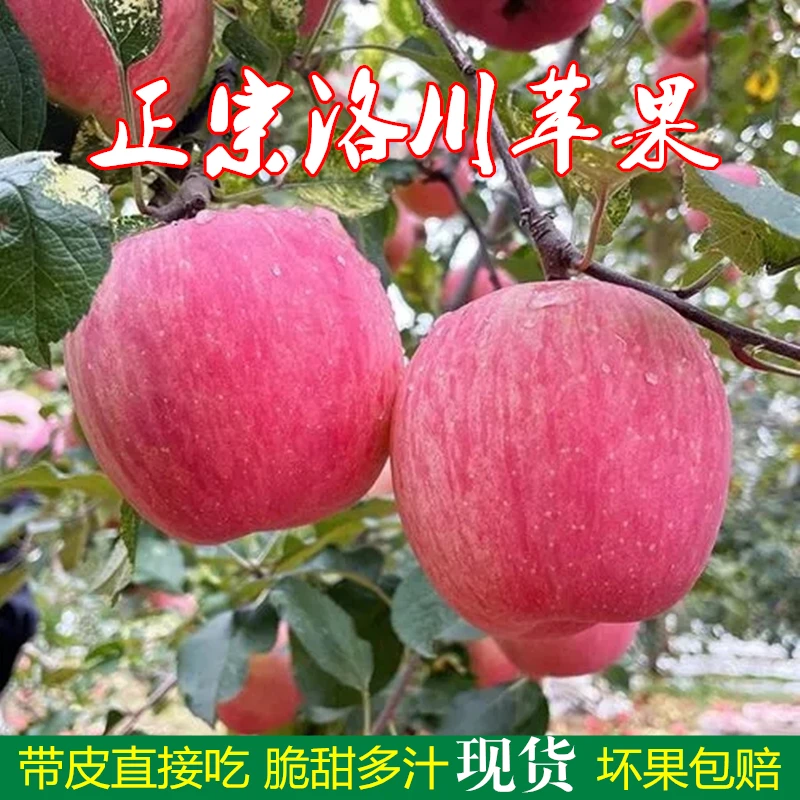 陕西洛川苹果正宗红富士苹果脆甜多汁味道当季新鲜水果4.5斤8.5斤
