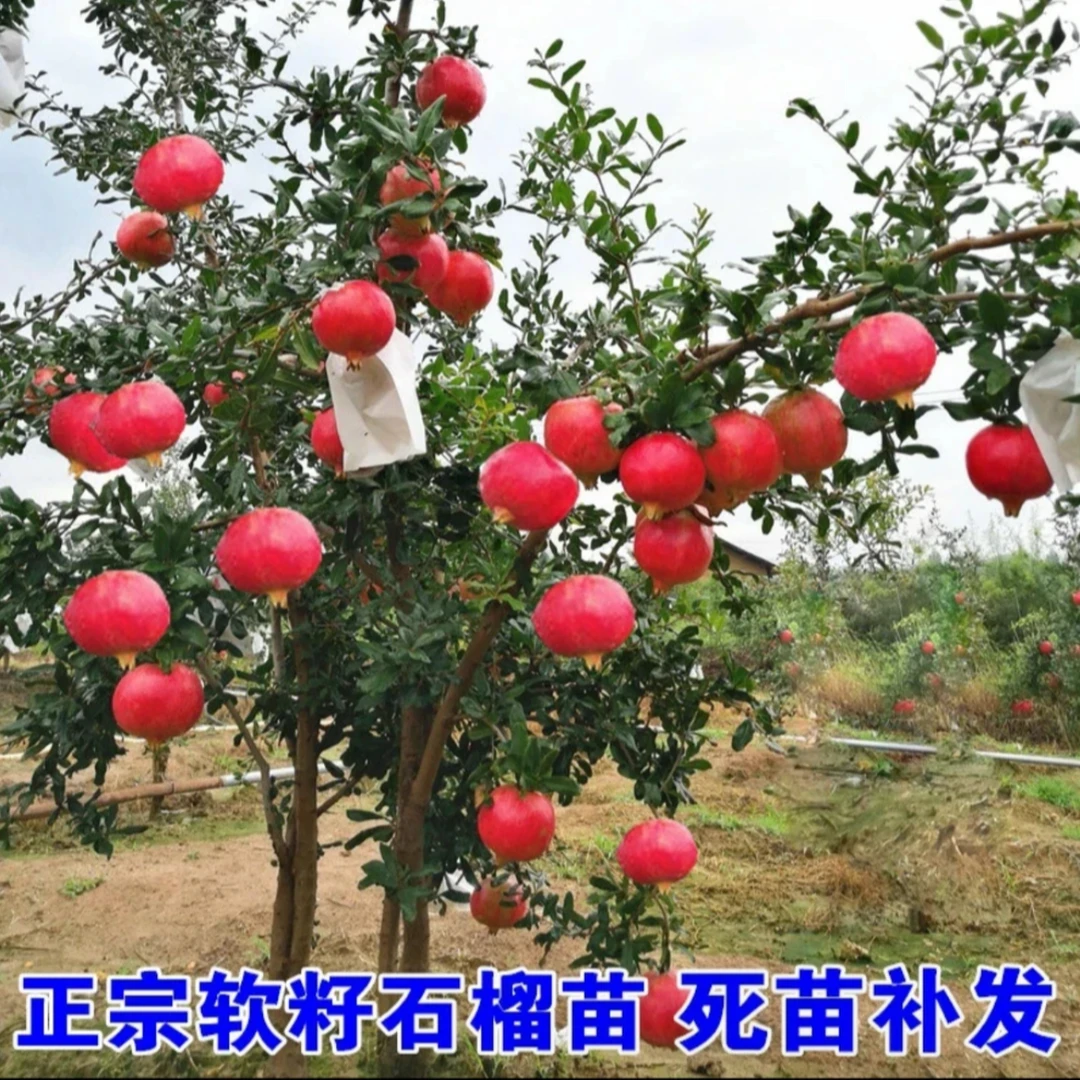 石榴树树苗突尼斯软籽大红袍无籽蒙自甜石榴南北方种植盆栽果树苗
