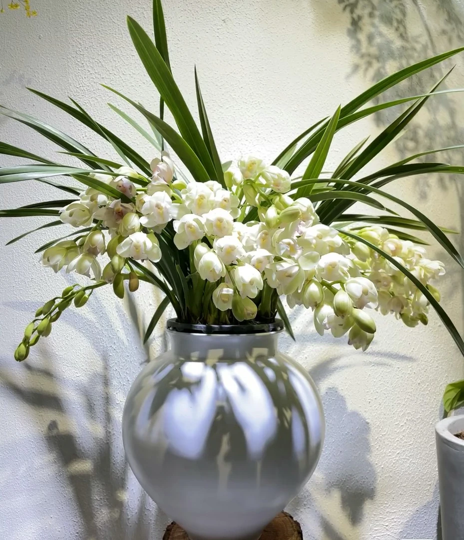 大花蕙兰-白玉香兰厅堂 阳台 窗台点缀装饰花卉