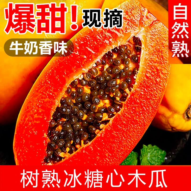 【现采现发】木瓜新鲜采摘水果红心牛奶3-5斤冰糖青树上自然熟包邮
