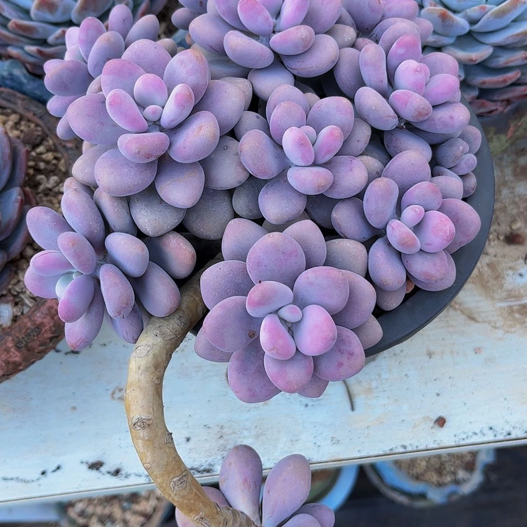 好姑娘多肉，桃蛋