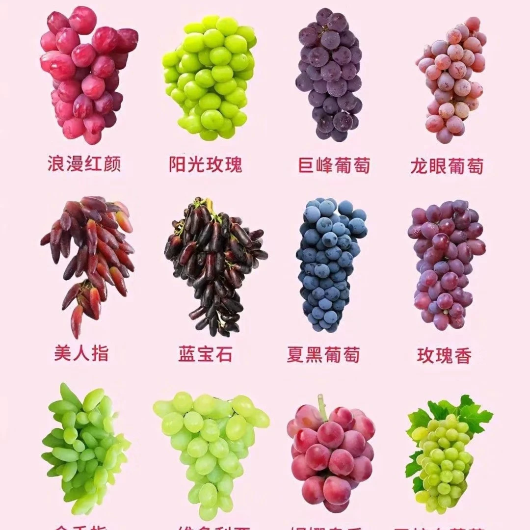 上海马陆葡萄玫瑰香醉金香奶油金手指金香一号巨峰葡萄阳光玫瑰