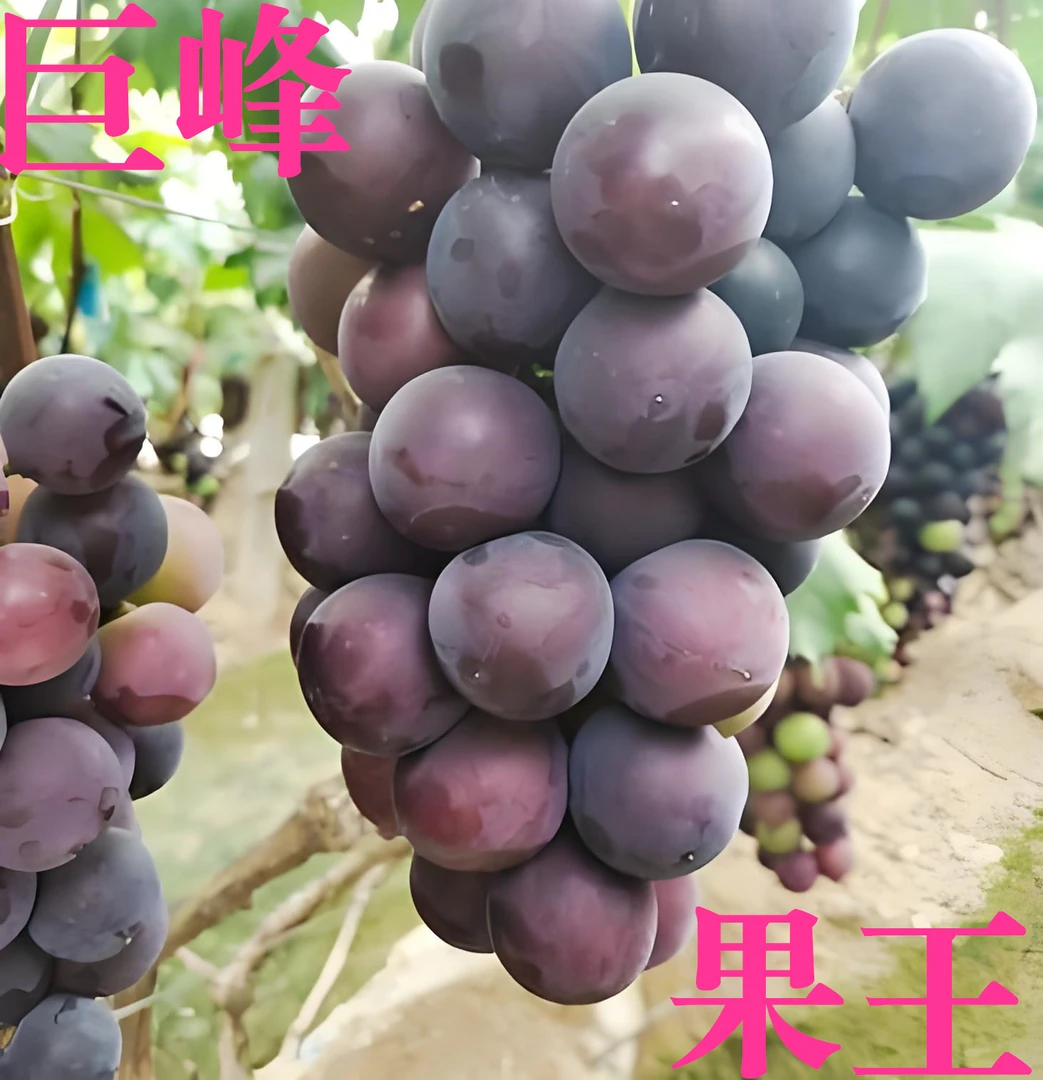 【十年老藤贡品巨峰】上海马陆巨峰葡萄现摘现发新鲜孕妇水果酸甜