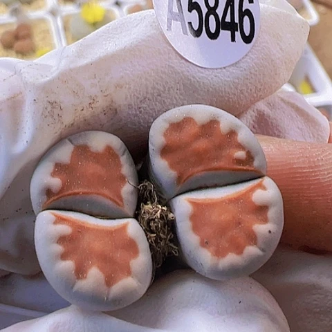 【闪购商品】5846,33