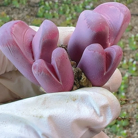 【闪购商品】22582