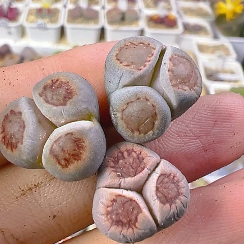 【闪购商品】23747