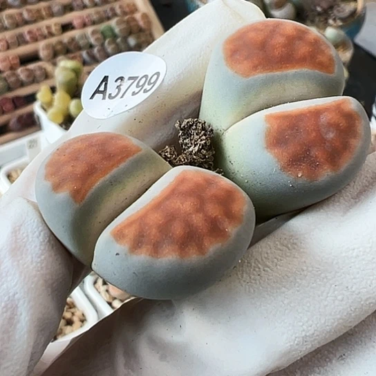 【闪购商品】3799，333